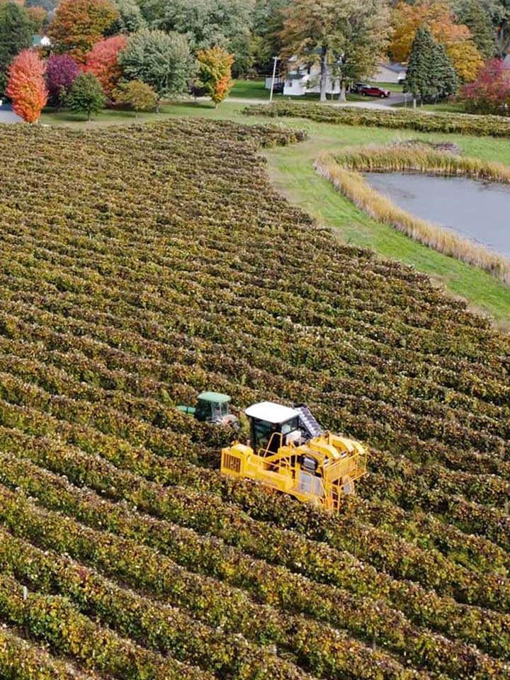 Vineyard Harvesting from Harvester Perspective.